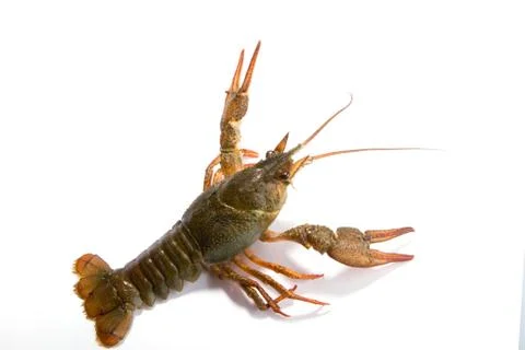 Crayfish on a white background Stock Photos