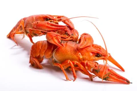 Crayfish on a white background. Stock Photos