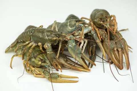 Crayfish on a white background Stock Photos