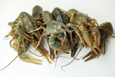Crayfish on a white background Stock Photos