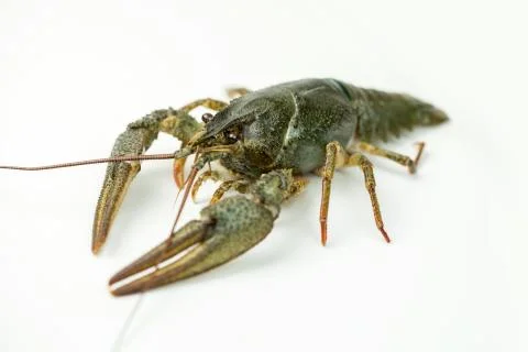 Crayfish on a white background Stock Photos