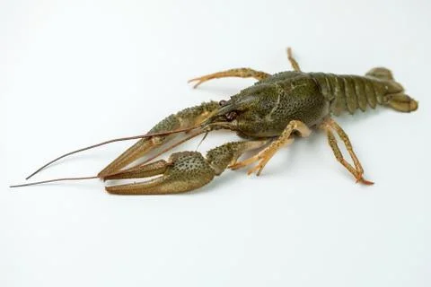 Crayfish on a white background Stock Photos