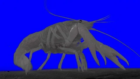 Crayfish white Green Screen Effect 스톡 동영상 84757017