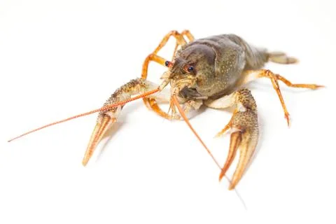 Crayfish on the white Stock Photos