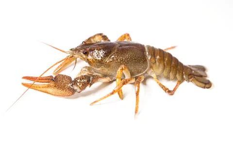 Crayfish on the white Stock Photos