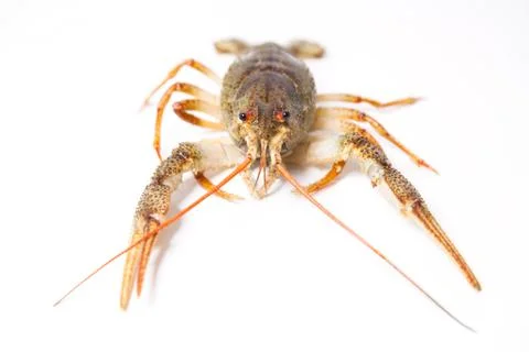 Crayfish on the white Stock Photos