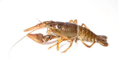 Crayfish on the white Stock Photos