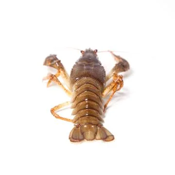 Crayfish on the white Stock Photos