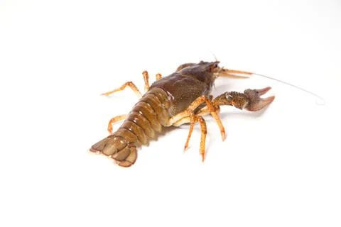 Crayfish on the white Stock Photos