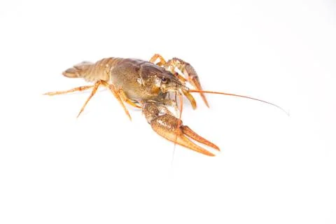 Crayfish on the white Stock Photos