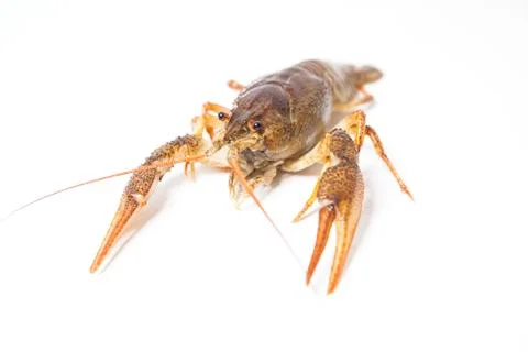 Crayfish on the white Stock Photos