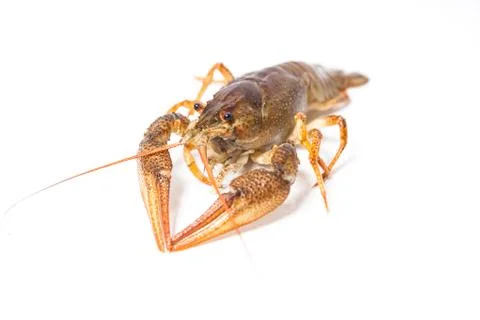 Crayfish on the white Stock Photos