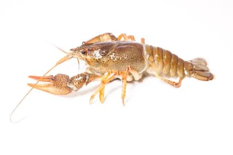 Crayfish on the white Stock Photos