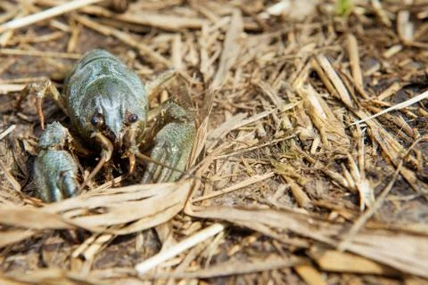 Crayfish in the wild Stock Photos