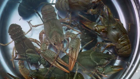 Crayfish on wooden board, inside plastic bag or in bowl with water, Stock-Footage 276854778