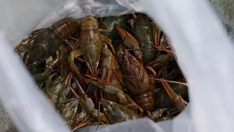 Crayfish on wooden board, inside plastic bag or in bowl with water, Stock-Footage 276854801