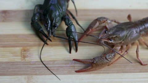 Crayfish on wooden board, inside plastic bag or in bowl with water, Stock-Footage 276854882