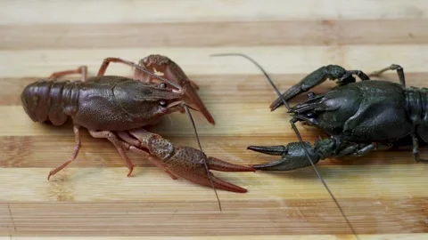 Crayfish on wooden board, inside plastic bag or in bowl with water, Stock-Footage 276854902