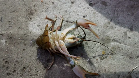 Crayfish on wooden board, inside plastic bag or in bowl with water, Stock-Footage 276854957