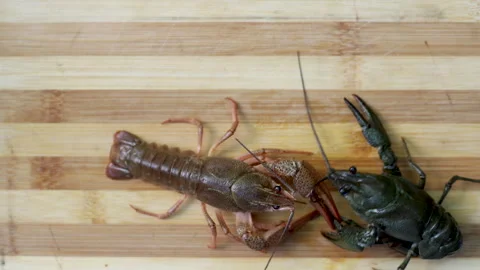 Crayfish on wooden board, inside plastic bag or in bowl with water, Video stock 276855034
