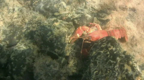 Crayfish1 Stock Footage 506524