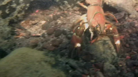 Crayfish2 Stock Footage 506530