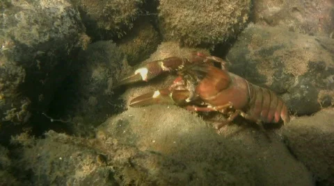Crayfish3 Stock Footage 506532