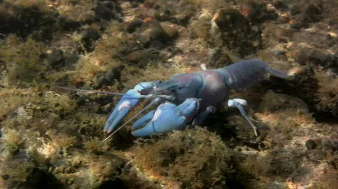 Crayfish4 Stock Footage 506534