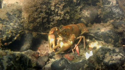 Crayfish5 Stock Footage 506538