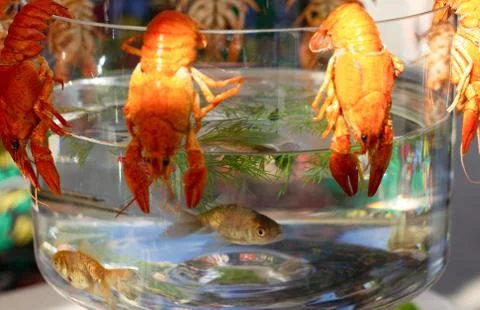 Crayfishes Stock Photos