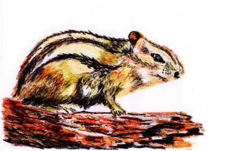 Crayon illustration,squirrel sitting on the tree Stock Illustration