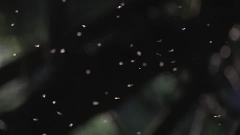 Crazed insects against the sunset, 4K slomo Stock Footage 245088761