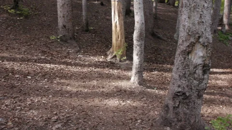 Craziness at a campsite Vidéo 54381161