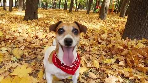 Crazy active dog Jack Russell terrier playing outside Vídeo Stock 44709678