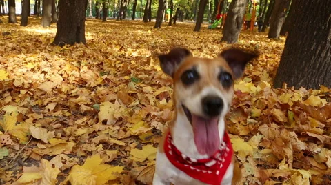 Crazy active dog playing in the park with a stick. Executes the command Apport Vídeo Stock 44709596