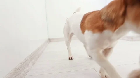 Crazy active small dog playing inside owner Vídeo Stock 73017729