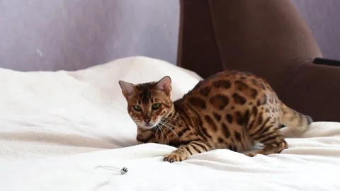 Crazy bengal cat playing on the sofa, horizontal 4k footage Stock Footage 255789461