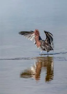 Crazy Bird - Reddish Egret Stock Photos
