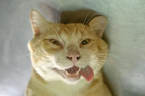 Crazy cat ,closeup face of a cat sticks out its tongue Stock Photos