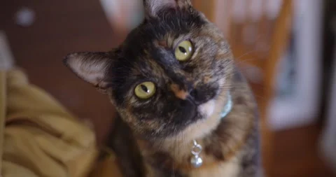 Crazy Cat Stock Footage 296932624