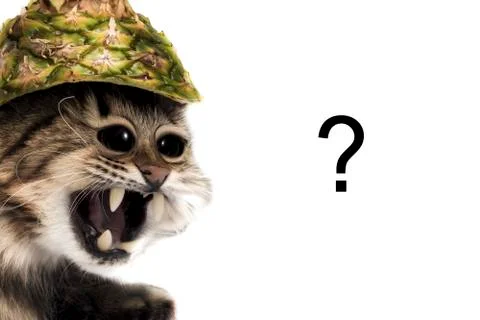 Crazy cat Stock Photos