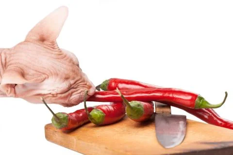 Crazy cat sphinx eating hot chili pepper from board Stock Photos