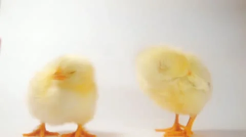 Crazy chicken dance Stock Footage 21439383