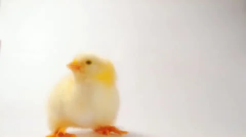 Crazy chicken dance Stock Footage 21439432