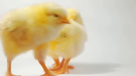 Crazy chicken dance Stock Footage 21439485