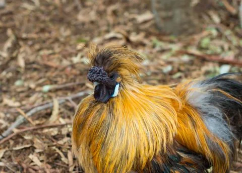 Crazy  Chicken Stock Photos