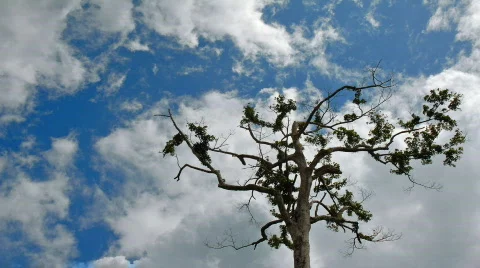 Crazy clouds over tree time lapse Vidéo 767070