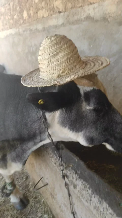 Crazy cow hates hats, funny cute and black animal Stock Footage