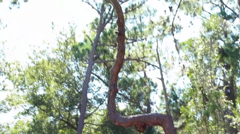 Crazy crooked pine tree 스톡 동영상 32186359