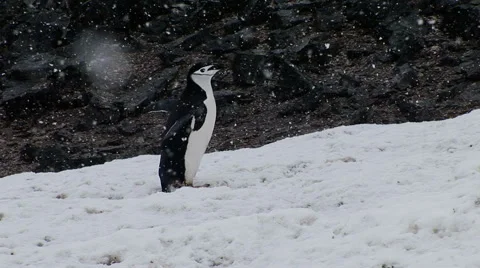 Crazy Dancing Chinstrap Penguin Stock-Footage 46112607